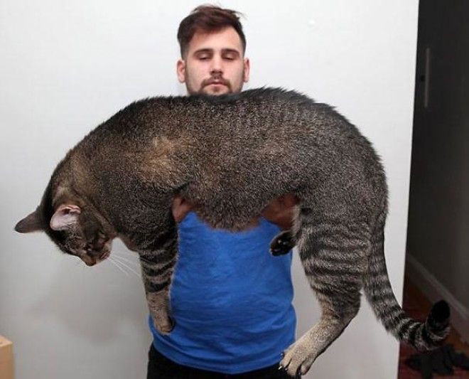 20 безумно красивых гигантских котов 47