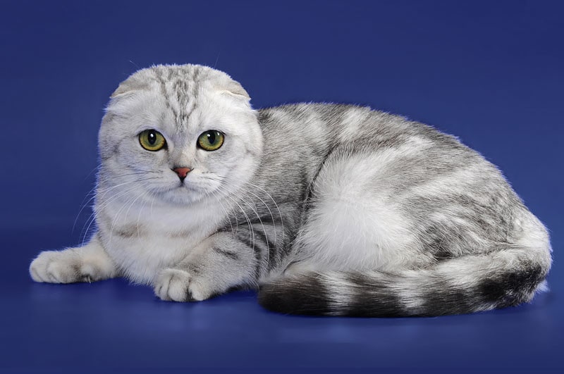 10 самых красивых пород кошек в мире 32