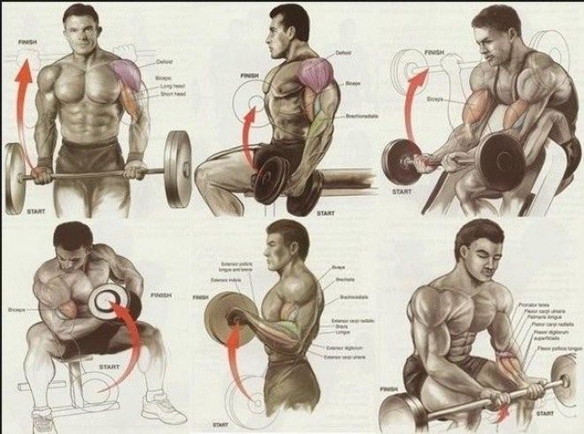 Упражнения на все группы мышц 23
