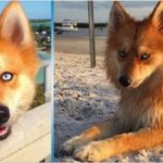 Помски: самая милая и необычная собака-лиса сводит с ума интернет-пользователей