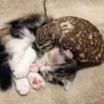 Котёнок и маленькая сова стали лучшими друзьями