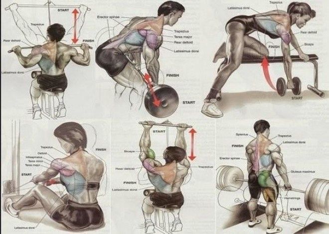 Упражнения на все группы мышц 24