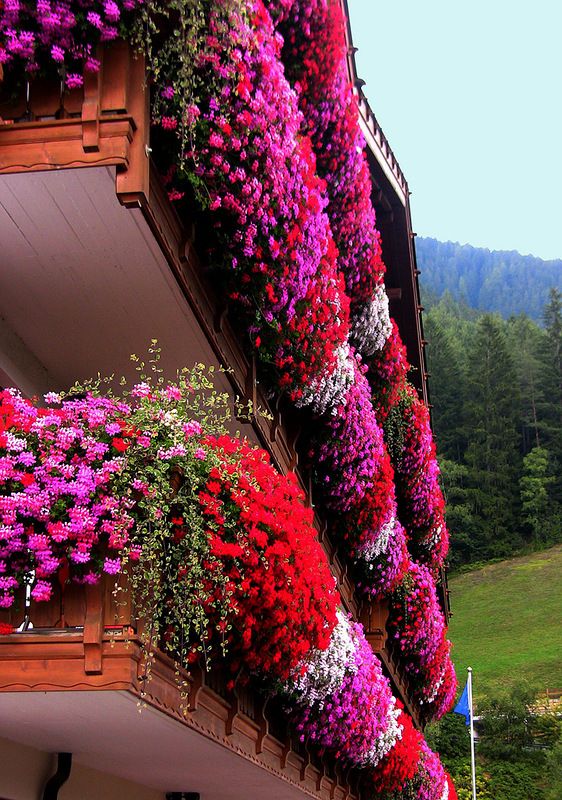 Фото самых красивых «цветочных» домов мира 41