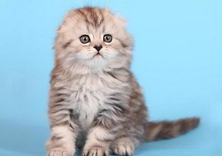 Очаровательные котята породы хайленд-фолд, невероятно милые и пушистые создания 46
