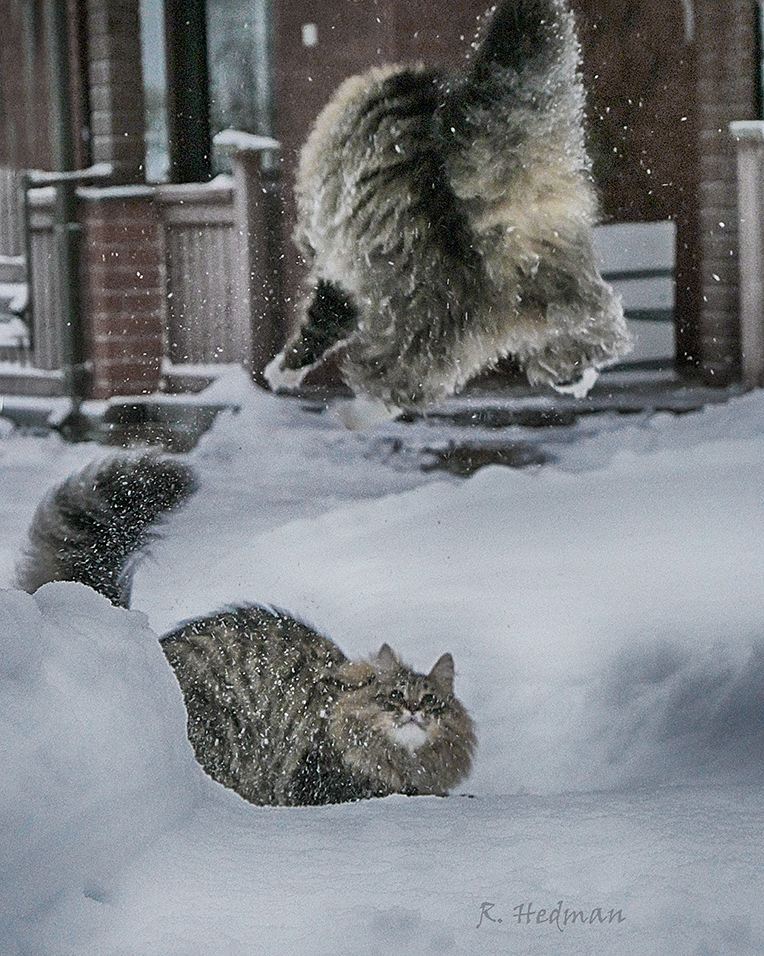 27 фотографий шикарных норвежских лесных кошек, которые огромны, пушисты и обожают снег 81