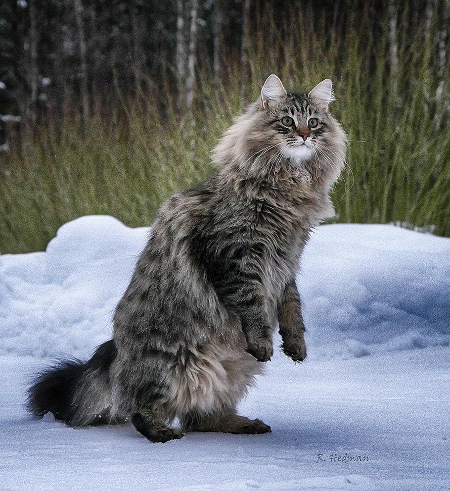 27 фотографий шикарных норвежских лесных кошек, которые огромны, пушисты и обожают снег 84