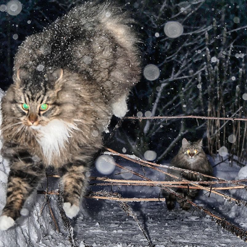 27 фотографий шикарных норвежских лесных кошек, которые огромны, пушисты и обожают снег 89