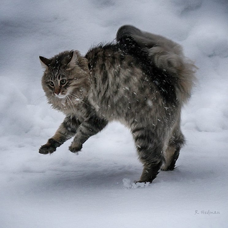 27 фотографий шикарных норвежских лесных кошек, которые огромны, пушисты и обожают снег 90