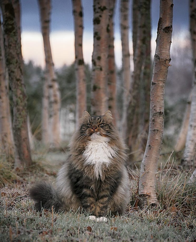 27 фотографий шикарных норвежских лесных кошек, которые огромны, пушисты и обожают снег 85
