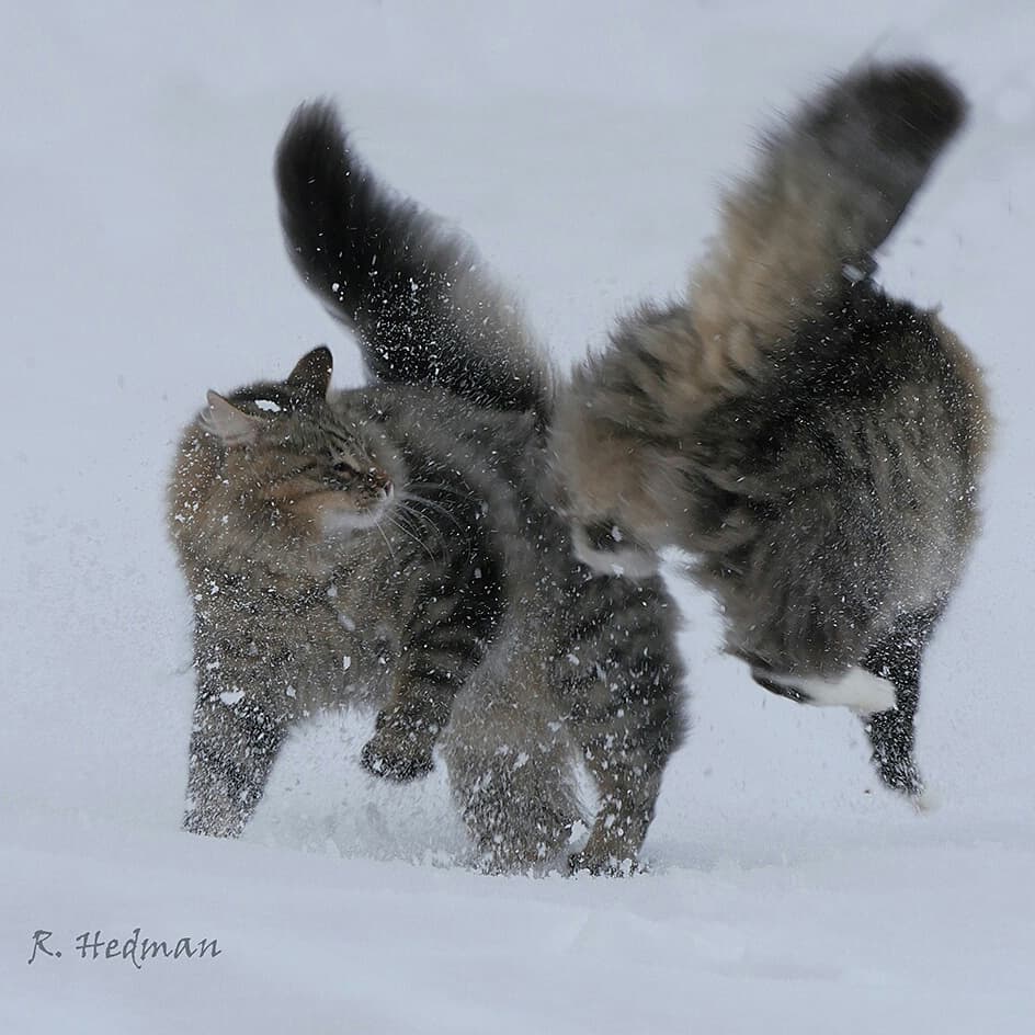 27 фотографий шикарных норвежских лесных кошек, которые огромны, пушисты и обожают снег 96