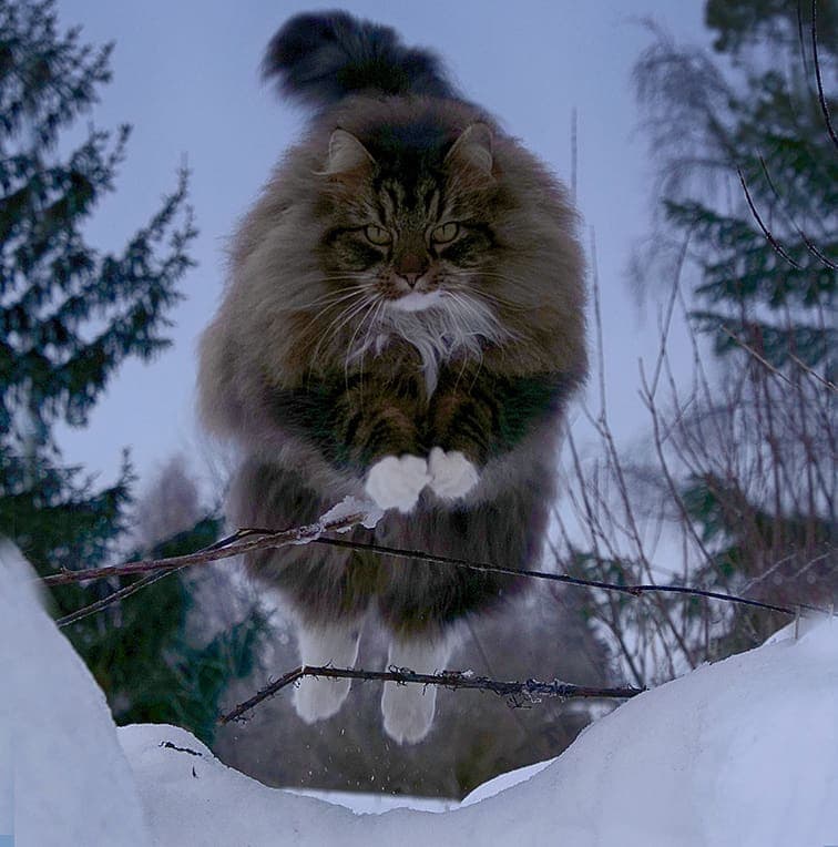 27 фотографий шикарных норвежских лесных кошек, которые огромны, пушисты и обожают снег 98