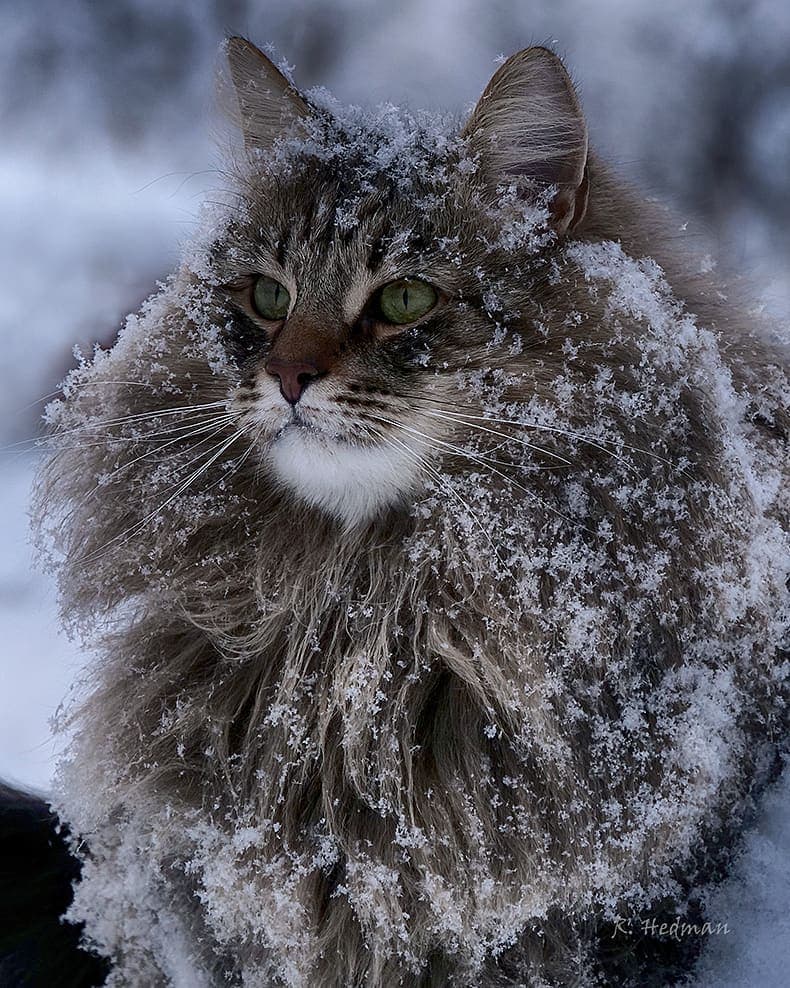 27 фотографий шикарных норвежских лесных кошек, которые огромны, пушисты и обожают снег 99