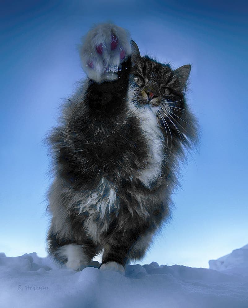 27 фотографий шикарных норвежских лесных кошек, которые огромны, пушисты и обожают снег 101