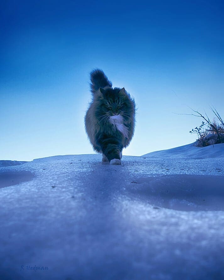 27 фотографий шикарных норвежских лесных кошек, которые огромны, пушисты и обожают снег 80