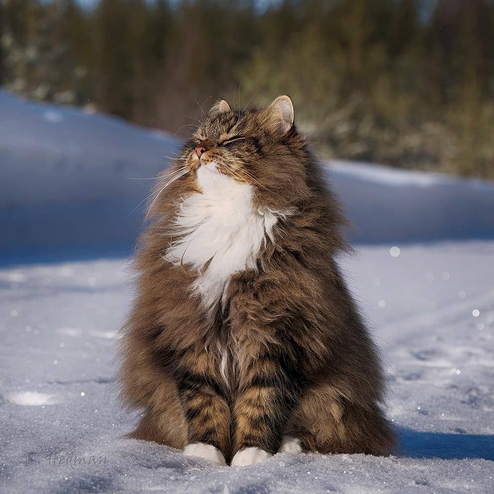 27 фотографий шикарных норвежских лесных кошек, которые огромны, пушисты и обожают снег 91