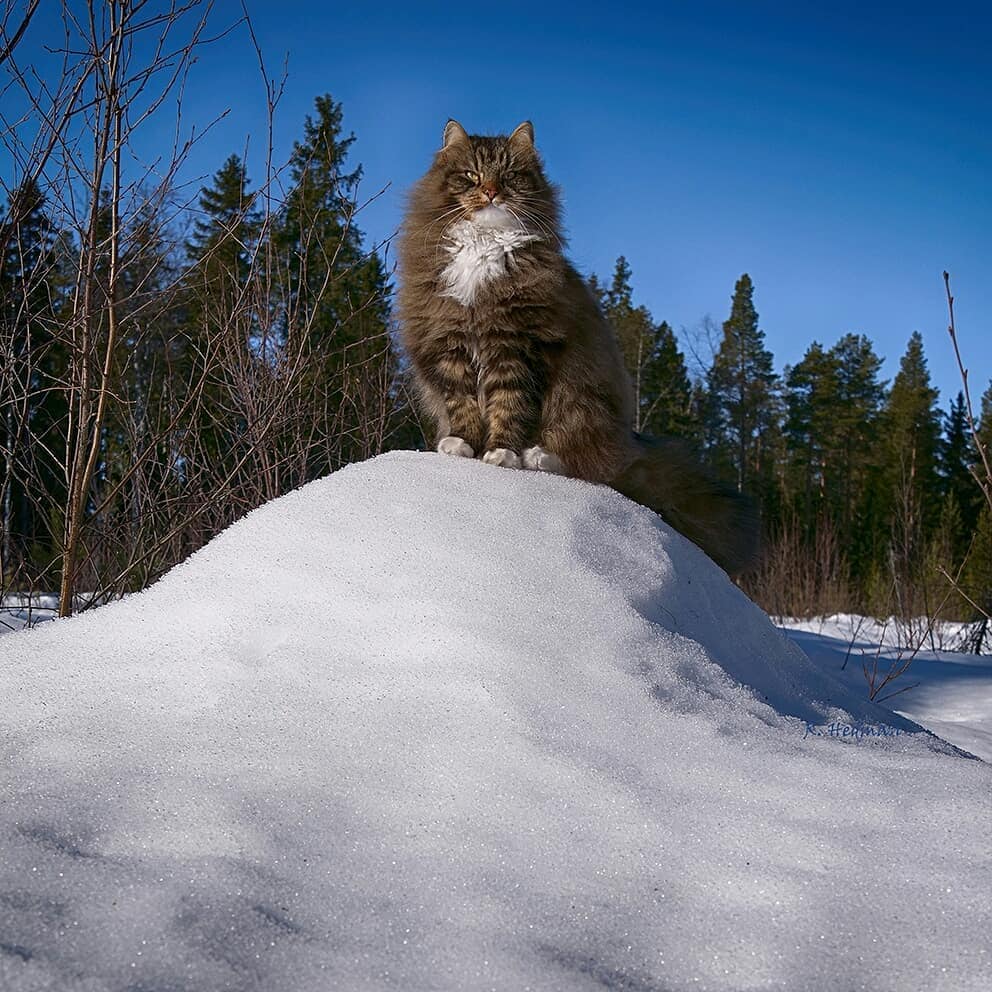 27 фотографий шикарных норвежских лесных кошек, которые огромны, пушисты и обожают снег 100