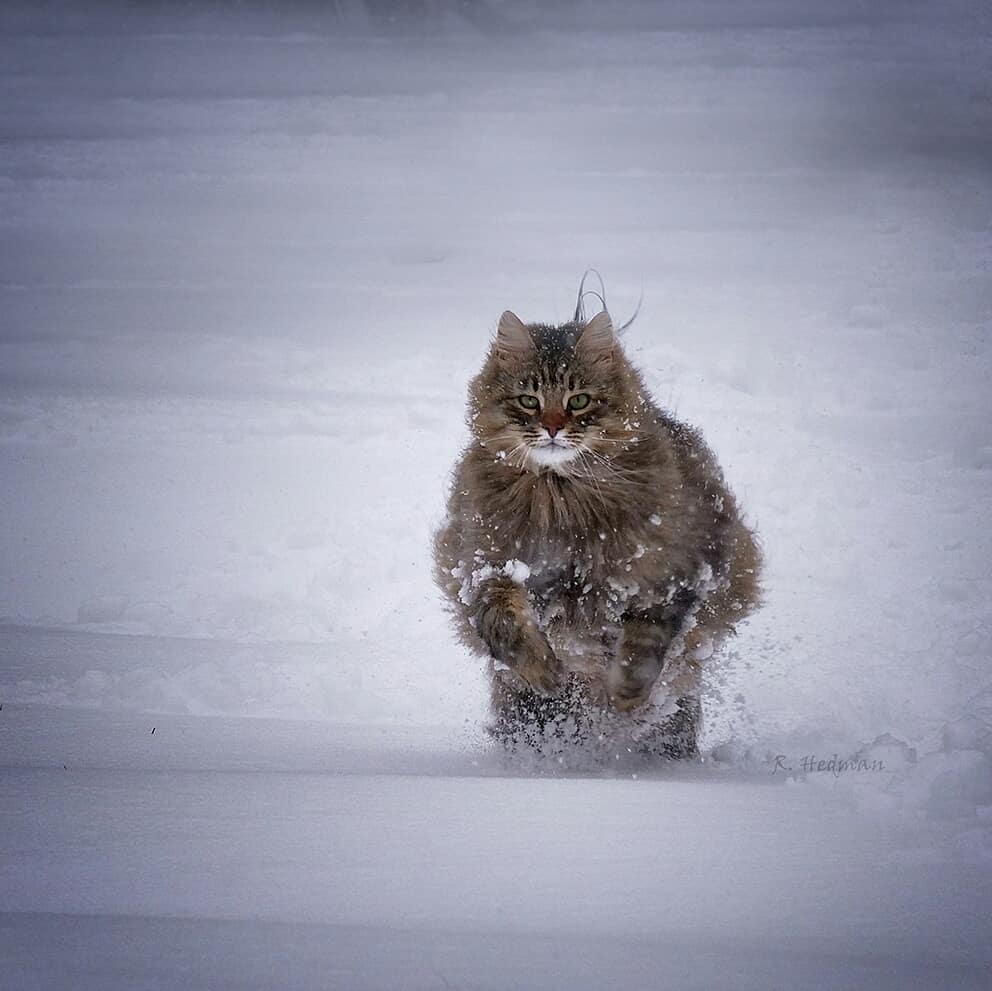 27 фотографий шикарных норвежских лесных кошек, которые огромны, пушисты и обожают снег 88