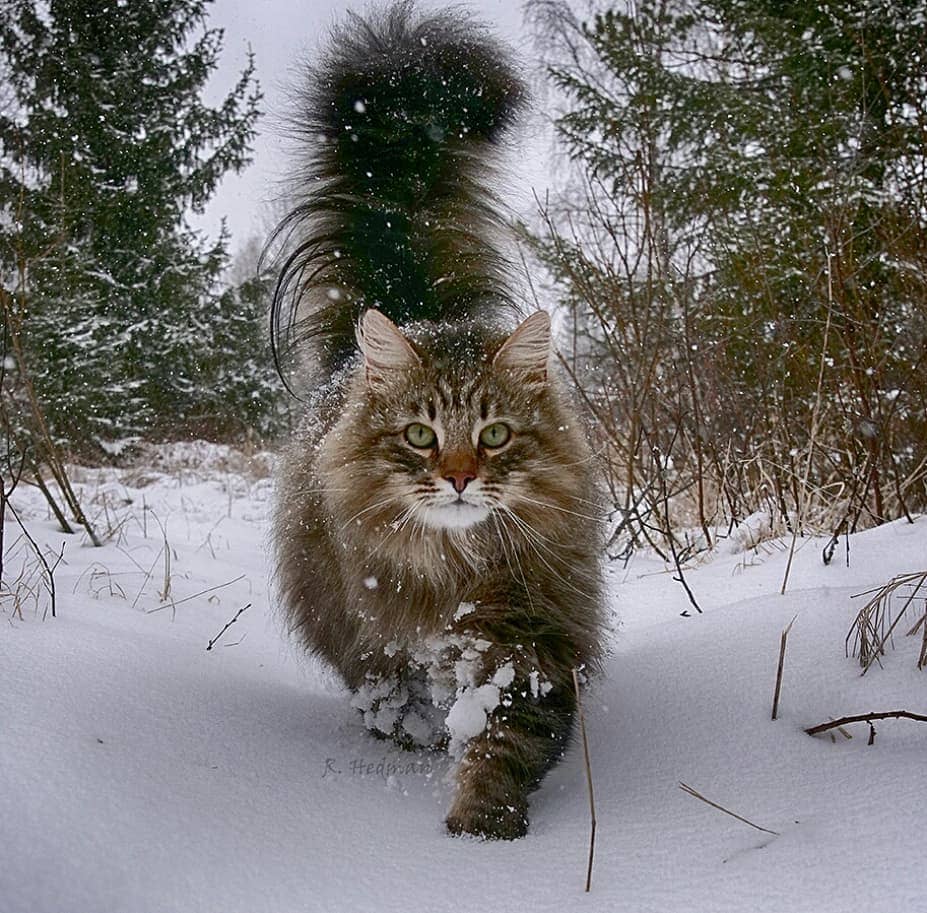 27 фотографий шикарных норвежских лесных кошек, которые огромны, пушисты и обожают снег 82