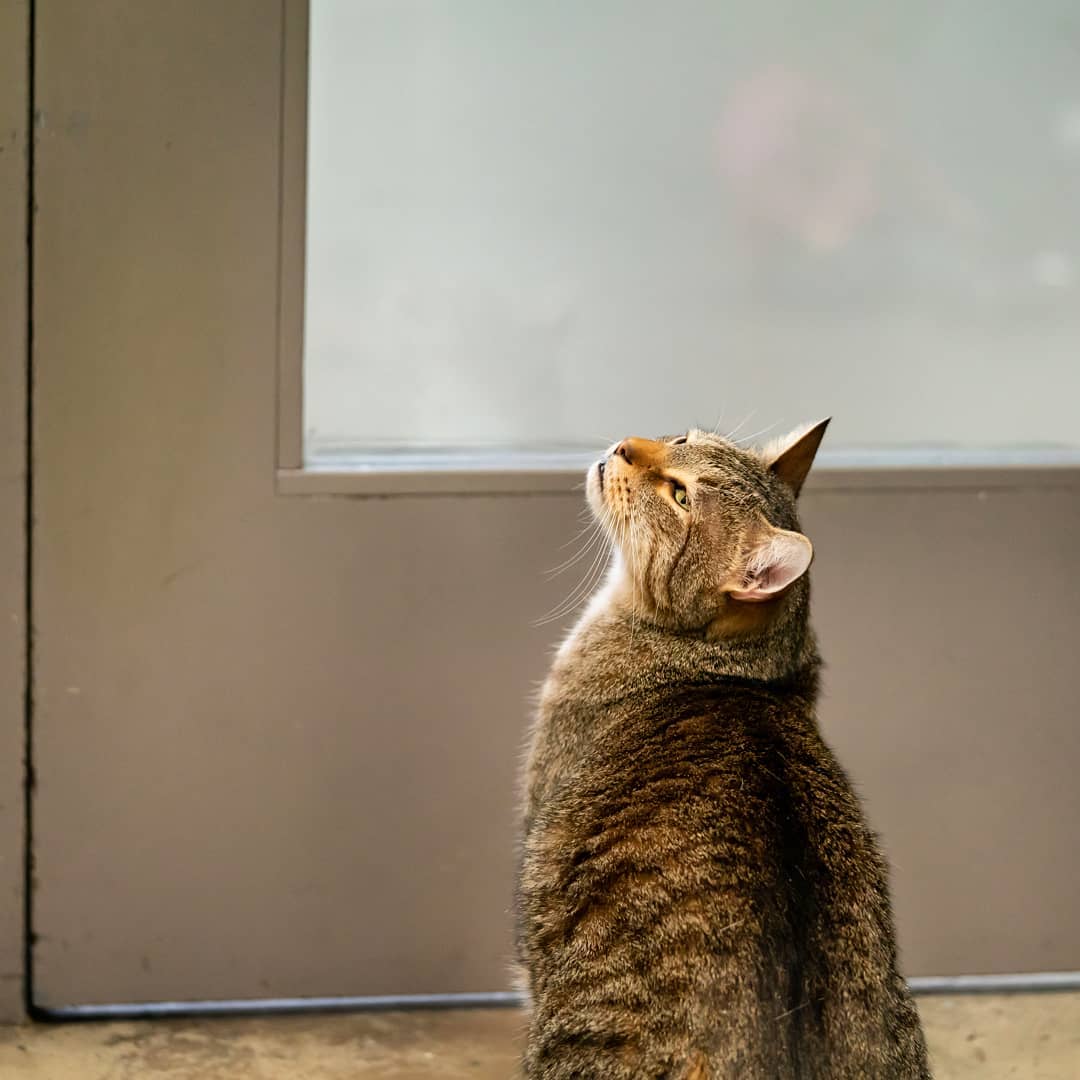 Свободу Квилти! Кота посадили в одиночную камеру за организацию побегов, но он сбежал и оттуда 31