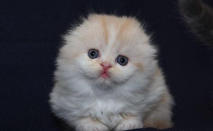 Очаровательные котята породы хайленд-фолд, невероятно милые и пушистые создания 47