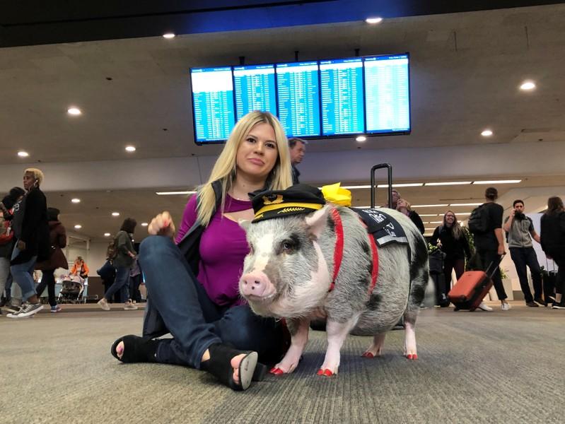 В аэропорту Сан-Франциско есть свинья, успокаивающая пассажиров 8