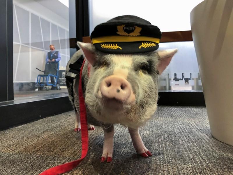 В аэропорту Сан-Франциско есть свинья, успокаивающая пассажиров 7