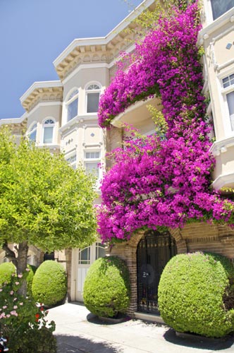 Фото самых красивых «цветочных» домов мира 35
