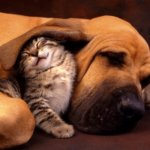 20 фотодоказательств очаровательной дружбы котов и собак