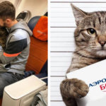 «Аэрофлот» лишил миль пассажира с толстым котом, на что россияне ответили мемами