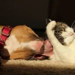 Фотографии кошек и собак, от взгляда на которые на душе становится теплее