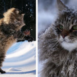 Финский фотограф сделал серия фото красивейших сибирских котов