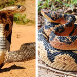 10 самых длинных змей в мире
