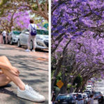 Сидней наводнили туристы из-за сезона цветения жакаранда