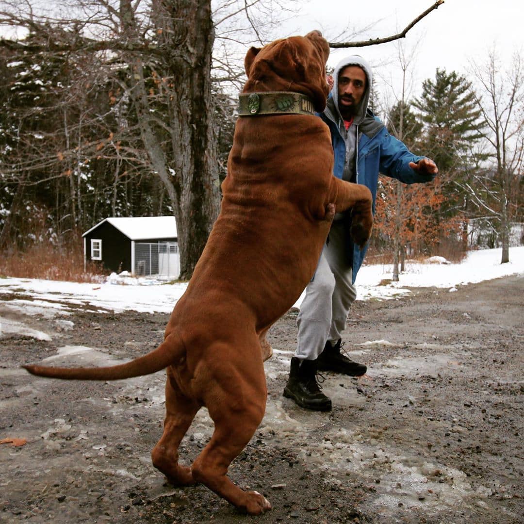 Пёс по кличке Халк — один из самых больших питбулей в мире, и его имя подходит ему как ничто другое 55