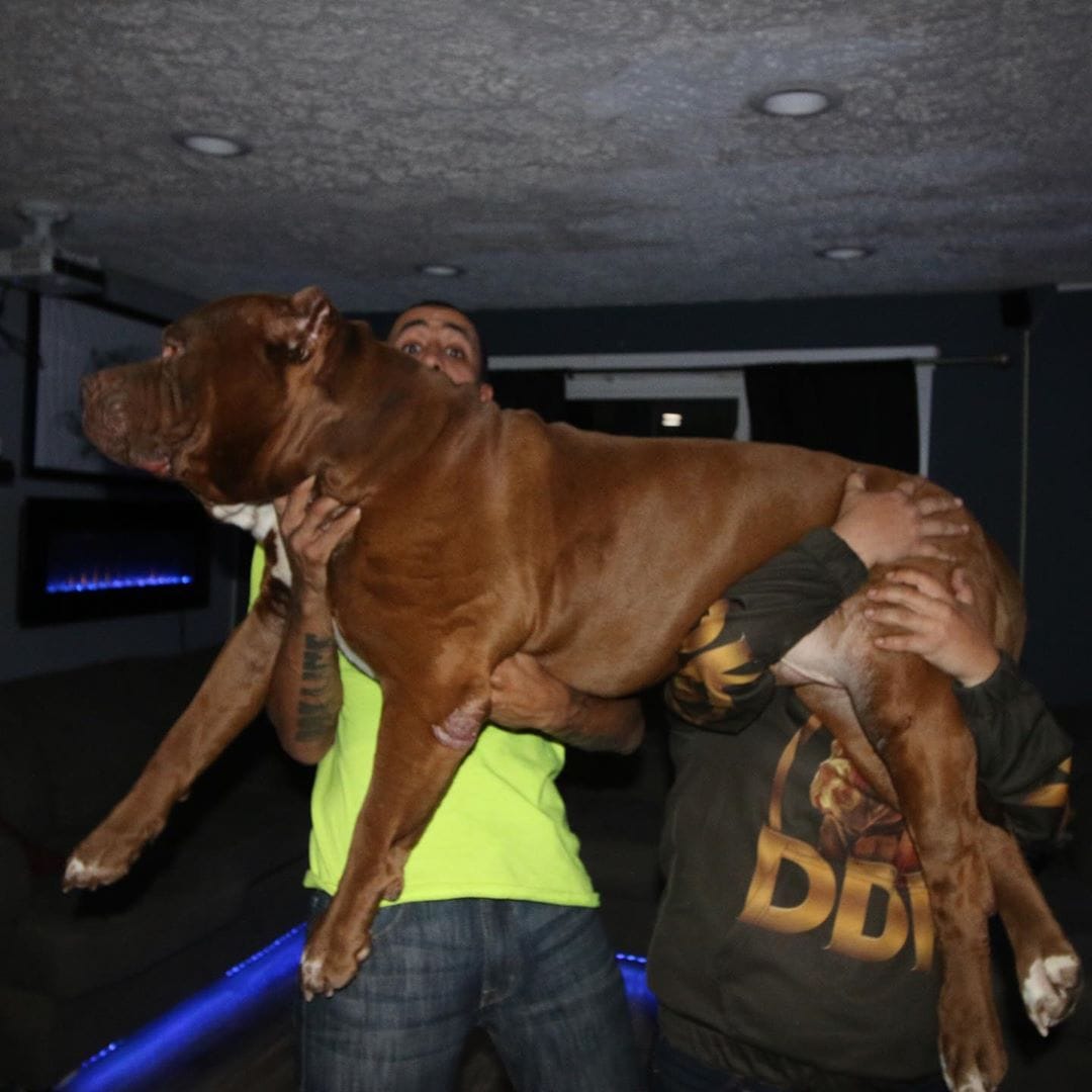 Пёс по кличке Халк — один из самых больших питбулей в мире, и его имя подходит ему как ничто другое 53