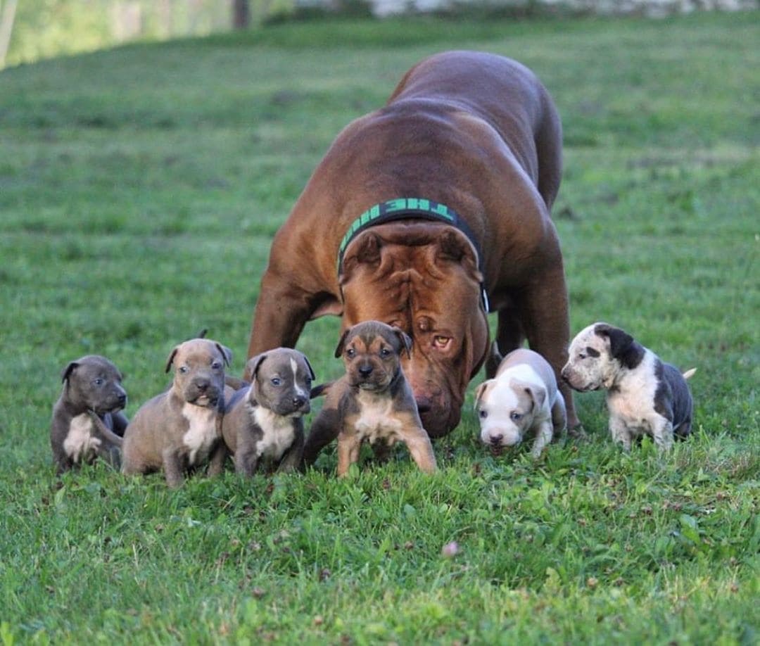 Пёс по кличке Халк — один из самых больших питбулей в мире, и его имя подходит ему как ничто другое 62