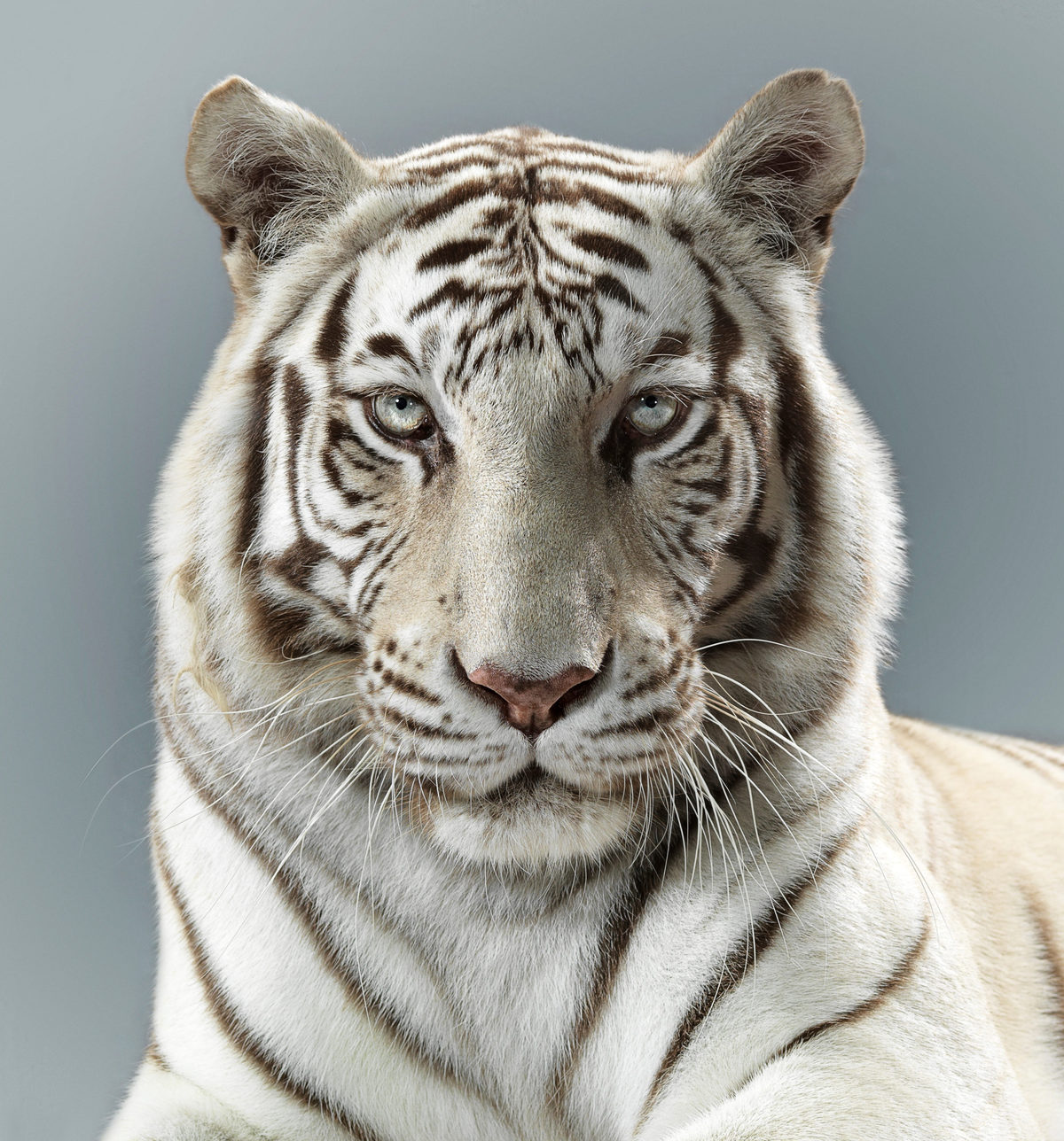 Британский фотограф год снимал портреты больших кошек и показал, что в каждом звере — свой характер 34