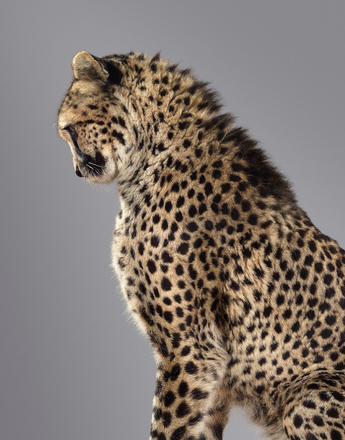 Британский фотограф год снимал портреты больших кошек и показал, что в каждом звере — свой характер 35
