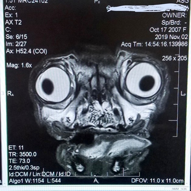 В сети показали, как выглядит томография головы мопса, и она могла бы стать постером для фильма ужасов 8