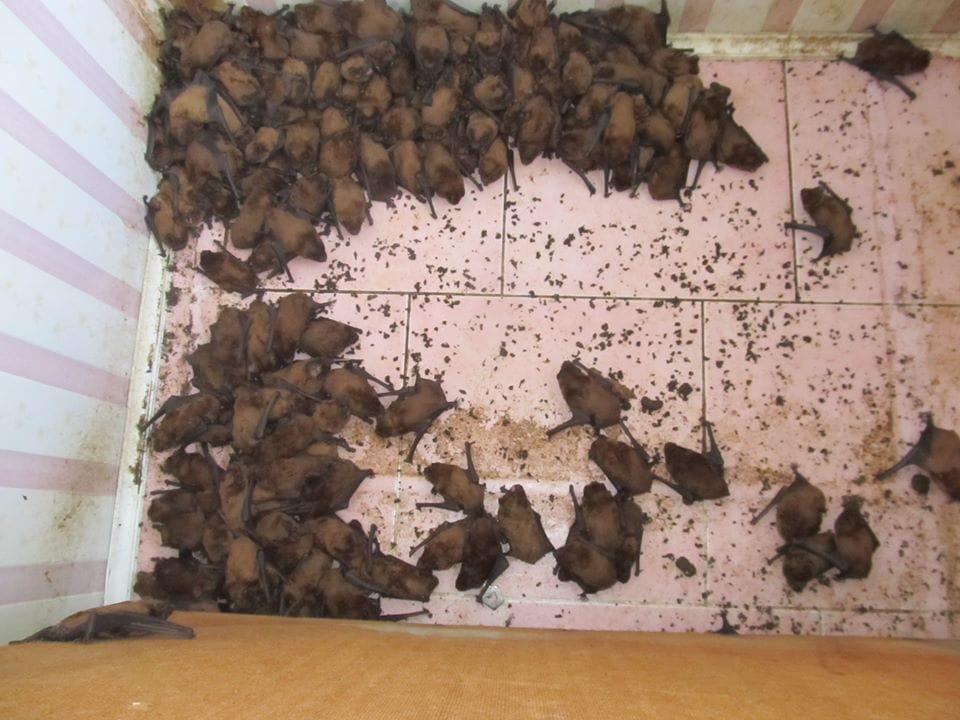 1700 летучих мышей попытались отобрать у жителей Львова их балкон, чтобы перезимовать в комфорте 28