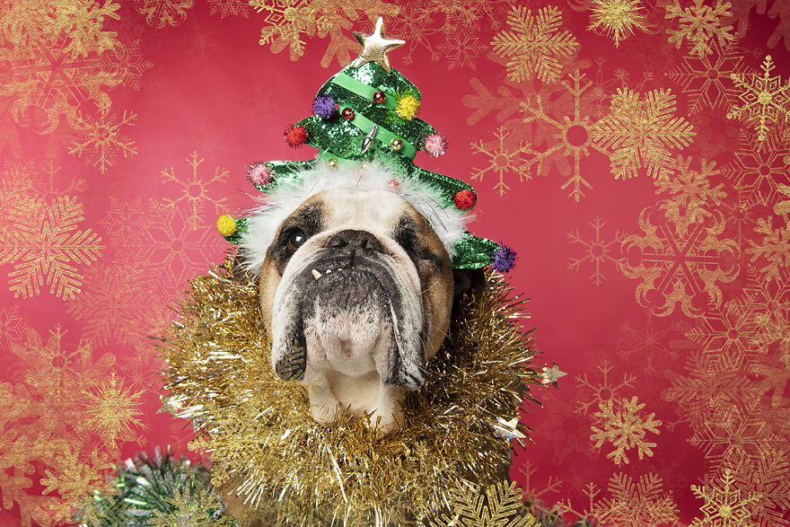 Рождественские милые фото собак 37
