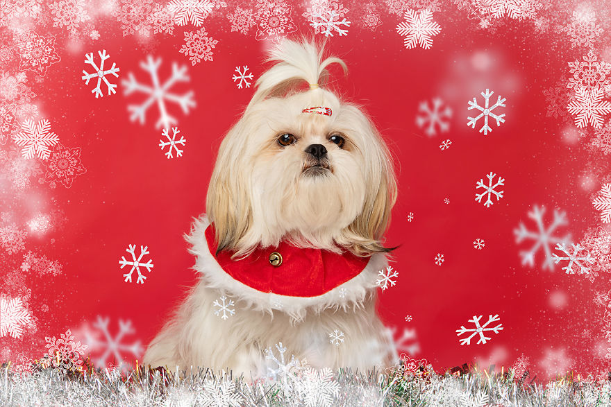 Рождественские милые фото собак 40