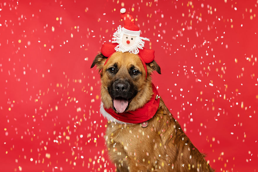 Рождественские милые фото собак 42