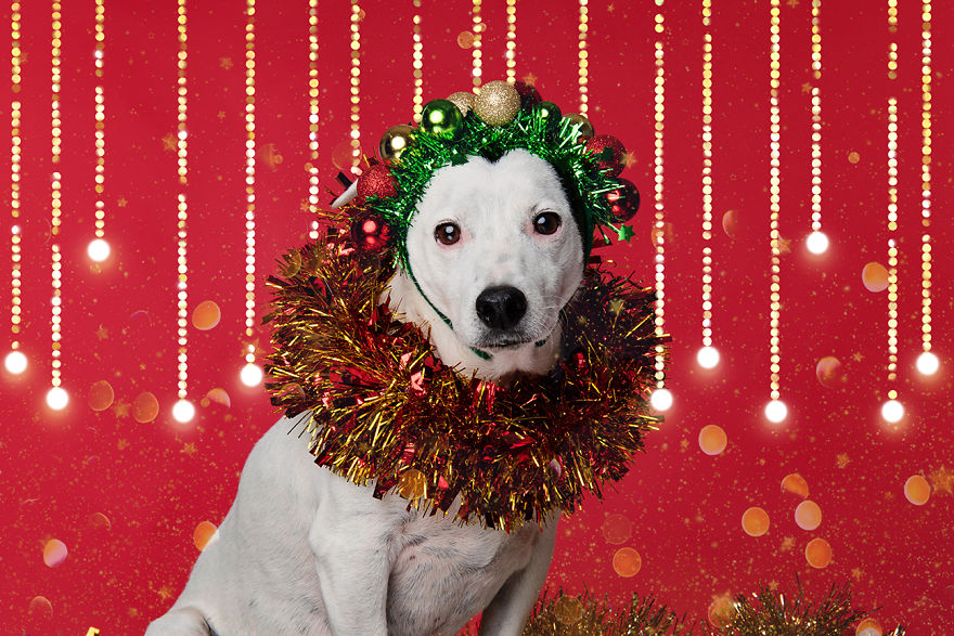 Рождественские милые фото собак 43