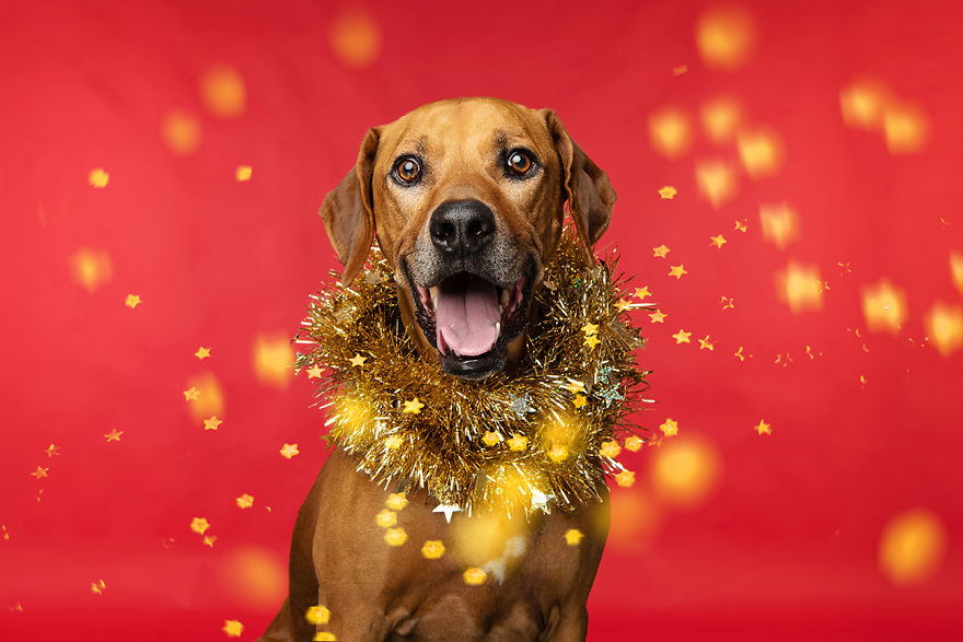 Рождественские милые фото собак 45