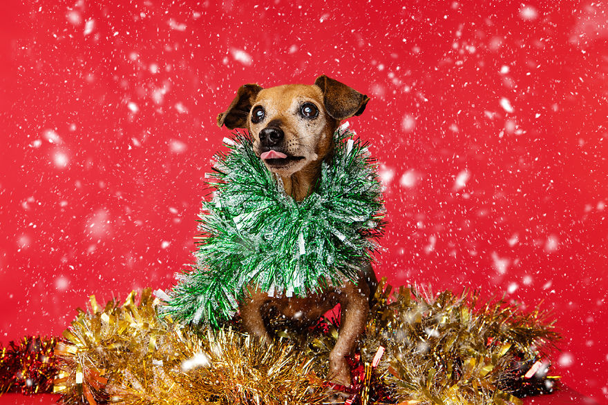Рождественские милые фото собак 46