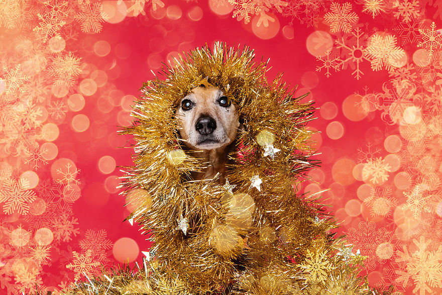 Рождественские милые фото собак 47