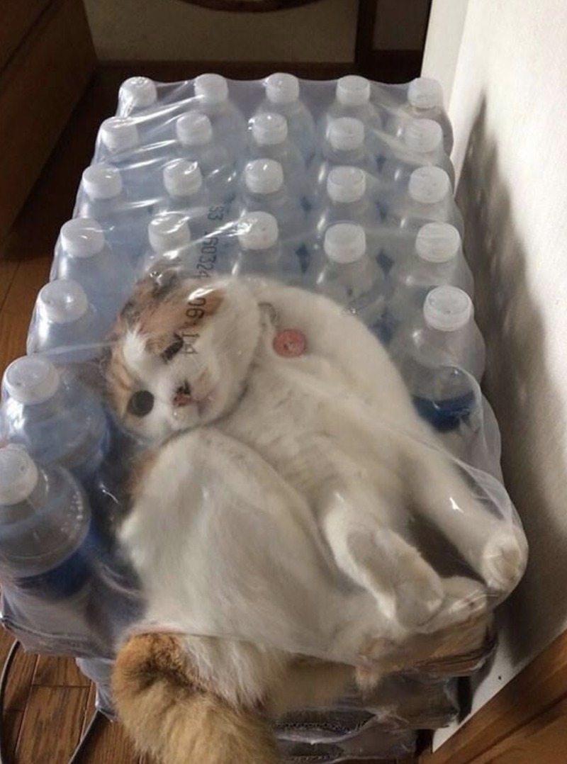 Кошки — это вода, и их ничего не остановит 60