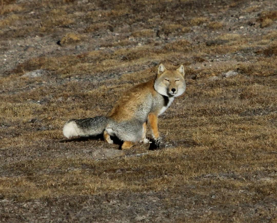 17 снимков тибетских лисиц: животных-пофигистов, которые выглядят как неудачный рисунок обычной лисы 53