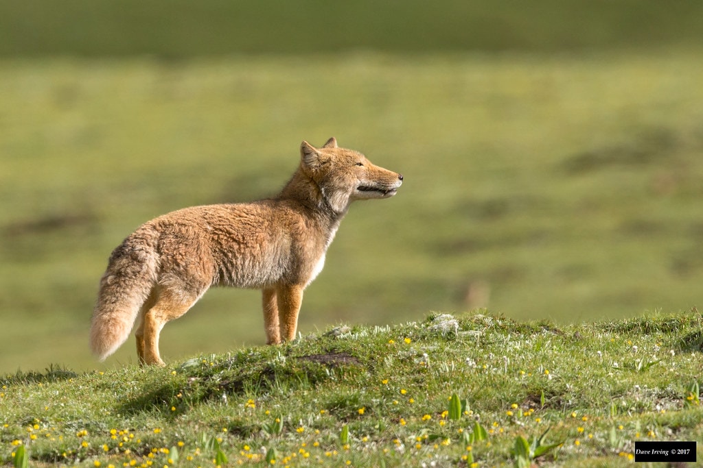 17 снимков тибетских лисиц: животных-пофигистов, которые выглядят как неудачный рисунок обычной лисы 62